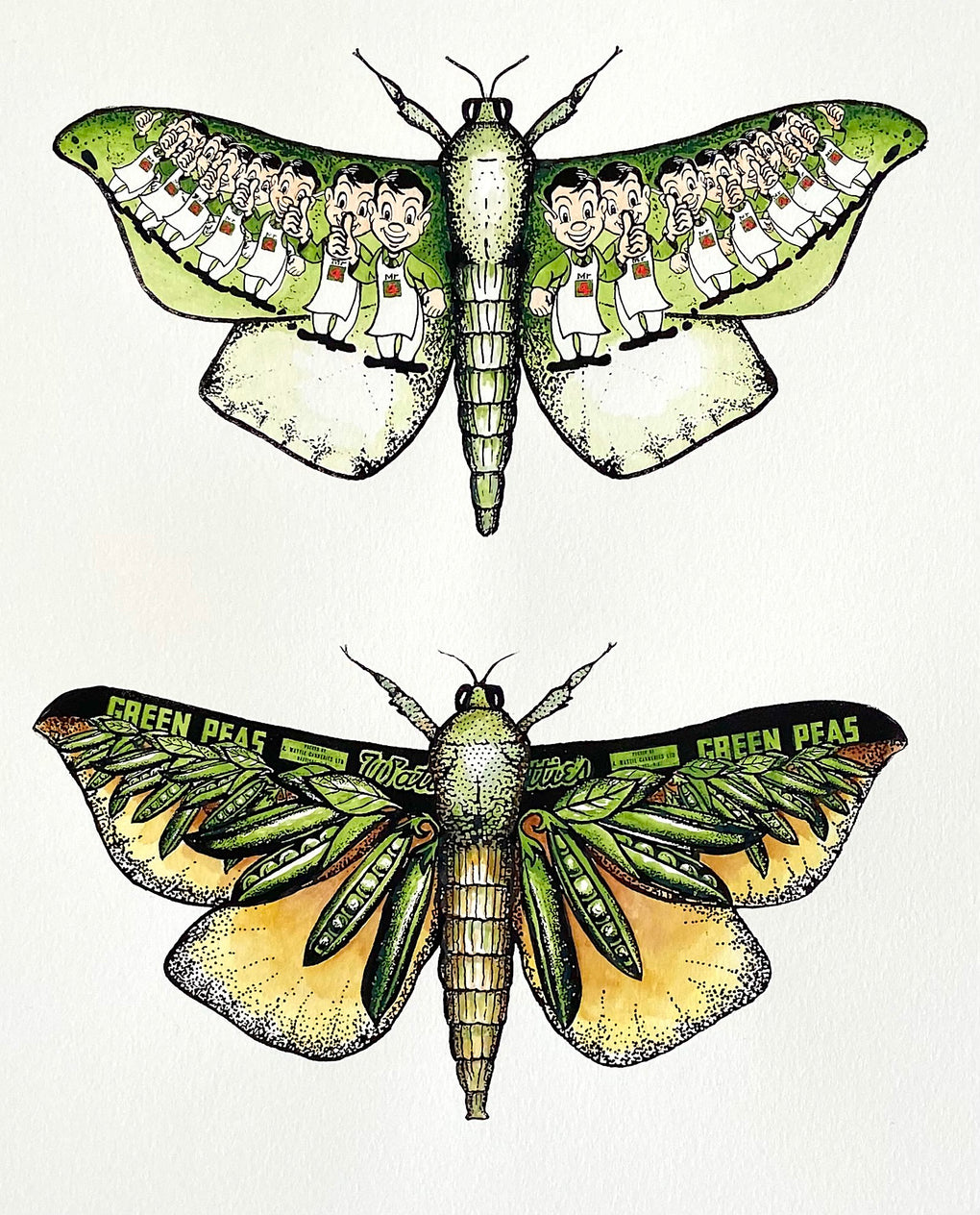 Puriri Moth - male and female